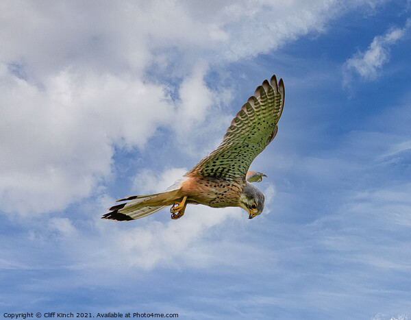 Kestrel hovering Picture Board by Cliff Kinch