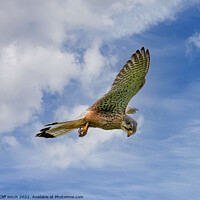 Buy canvas prints of Kestrel hovering by Cliff Kinch