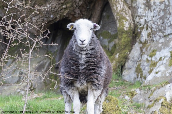 Lake District Herdwick sheep Picture Board by Cliff Kinch