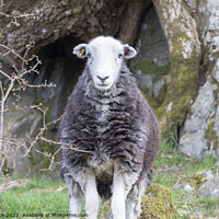 Buy canvas prints of Lake District Herdwick sheep by Cliff Kinch