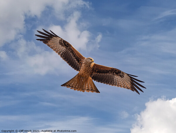 Majestic Red Kite Soaring above Oxfordshire Fields Picture Board by Cliff Kinch