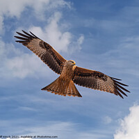 Buy canvas prints of Majestic Red Kite Soaring above Oxfordshire Fields by Cliff Kinch