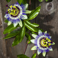 Buy canvas prints of Passion flowers by Cliff Kinch