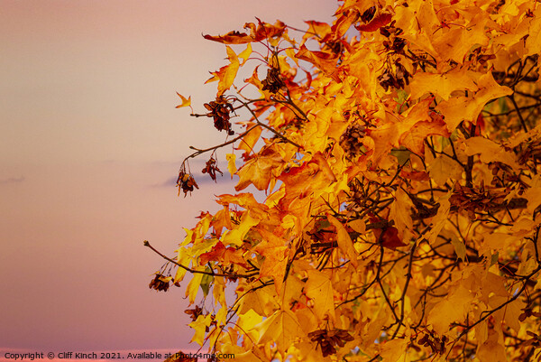 Autumn leaves Picture Board by Cliff Kinch