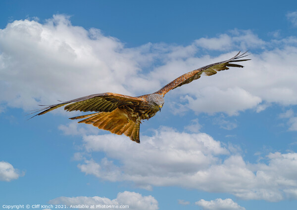Majestic Red Kite Glides Through the Clouds Picture Board by Cliff Kinch