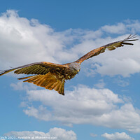 Buy canvas prints of Majestic Red Kite Glides Through the Clouds by Cliff Kinch