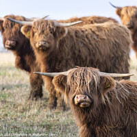 Buy canvas prints of Majestic Highland Cattle Grazing by Cliff Kinch