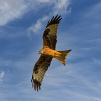 Buy canvas prints of Red Kite full stretch by Cliff Kinch