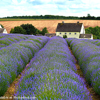 Buy canvas prints of Cotswold Lavender Snowshill by Cliff Kinch