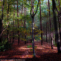 Buy canvas prints of Autumnal wood by Cliff Kinch