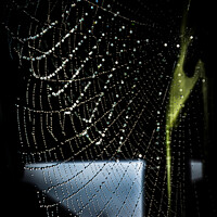 Buy canvas prints of Dewdrops clinging to a cobweb by Cliff Kinch