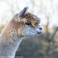 Buy canvas prints of Alpaca by Cliff Kinch