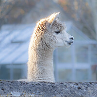 Buy canvas prints of Curiosity of the alpaca by Cliff Kinch