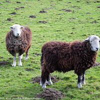 Buy canvas prints of Herdwick Sheep by Cliff Kinch