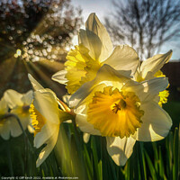 Buy canvas prints of Daffodils in the sun by Cliff Kinch