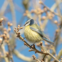 Buy canvas prints of A blue tit perched on a tree branch by Cliff Kinch