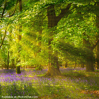 Buy canvas prints of Enchanting Bluebells in a Lush Woodland by Cliff Kinch