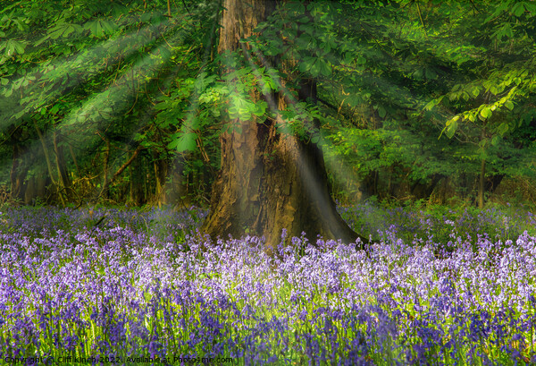 Bluebells and sunrays Picture Board by Cliff Kinch