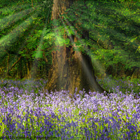 Buy canvas prints of Bluebells and sunrays by Cliff Kinch