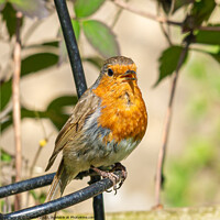 Buy canvas prints of Robin by Cliff Kinch