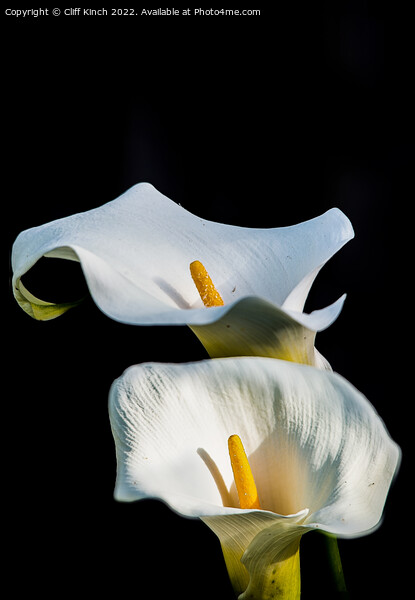 Calla lilies Picture Board by Cliff Kinch