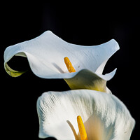 Buy canvas prints of Calla lilies by Cliff Kinch