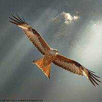Buy canvas prints of Majestic Red Kite Soaring High by Cliff Kinch