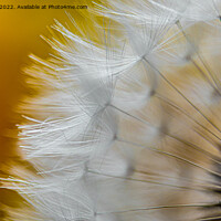 Buy canvas prints of Dandelion frongs by Cliff Kinch