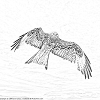Buy canvas prints of Red Kite in flight pencil effect by Cliff Kinch