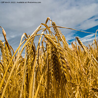 Buy canvas prints of Barley harvest by Cliff Kinch