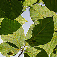 Buy canvas prints of Mottled detail of leaves by Cliff Kinch