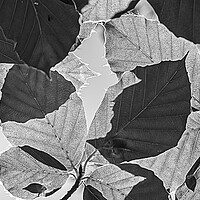 Buy canvas prints of Checkerboard leaves by Cliff Kinch