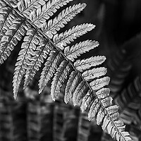 Buy canvas prints of Silver fern by Cliff Kinch
