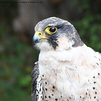 Buy canvas prints of Peregrine Falcon by Cliff Kinch