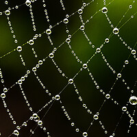 Buy canvas prints of Intricate detail of a cobweb by Cliff Kinch