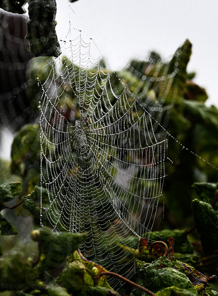 Cobweb in mist Picture Board by Cliff Kinch