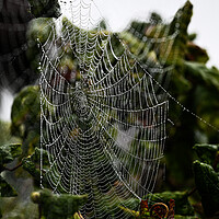 Buy canvas prints of Cobweb in mist by Cliff Kinch