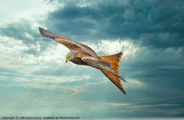 Red Kite in Flight Picture Board by Cliff Kinch