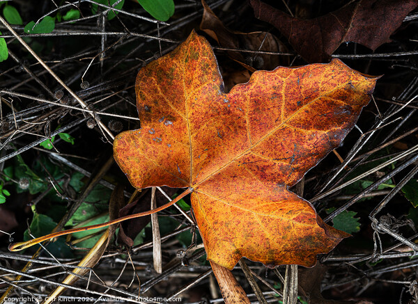 Autumn leaves Picture Board by Cliff Kinch