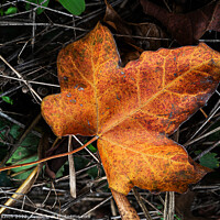 Buy canvas prints of Autumn leaves by Cliff Kinch