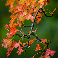 Buy canvas prints of Autumn leaves by Cliff Kinch