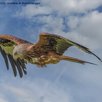 Buy canvas prints of Majestic Red Kite Soars Across the Sky by Cliff Kinch