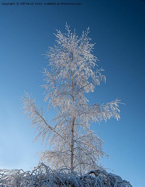 Silver birch with hoar frost Picture Board by Cliff Kinch