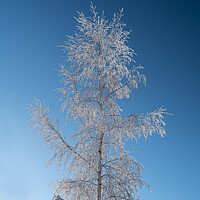 Buy canvas prints of Silver birch with hoar frost by Cliff Kinch
