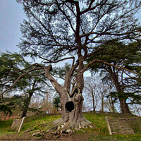 Buy canvas prints of The Harry Potter Tree Blenheim Palace by Cliff Kinch