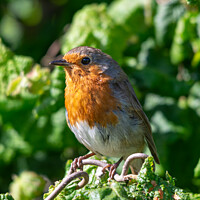 Buy canvas prints of A Robin by Cliff Kinch