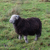 Buy canvas prints of Majestic Herdwick Sheep Grazing in Lake District by Cliff Kinch