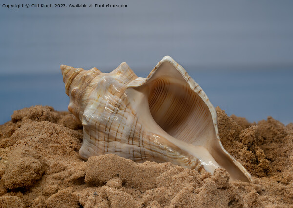 Shell on the sand Picture Board by Cliff Kinch