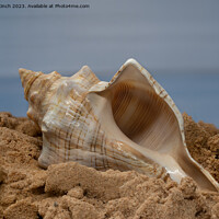 Buy canvas prints of Shell on the sand by Cliff Kinch