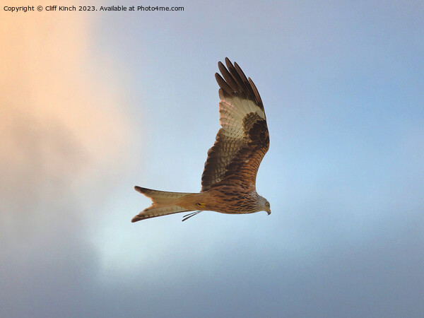 Red kite in flight Picture Board by Cliff Kinch